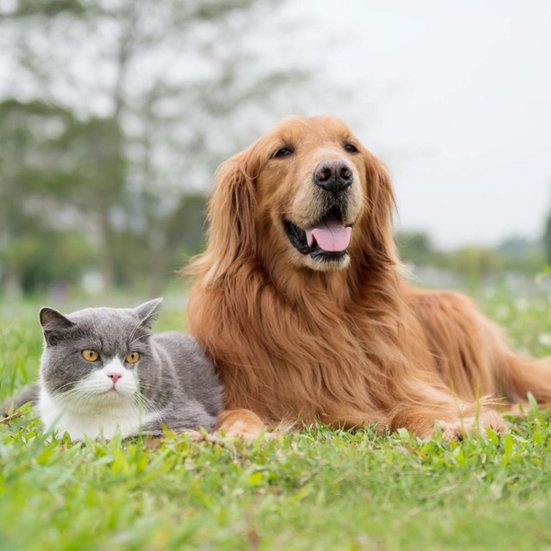 Produktkategorie | Hunde & Katzen auf einer Wiese